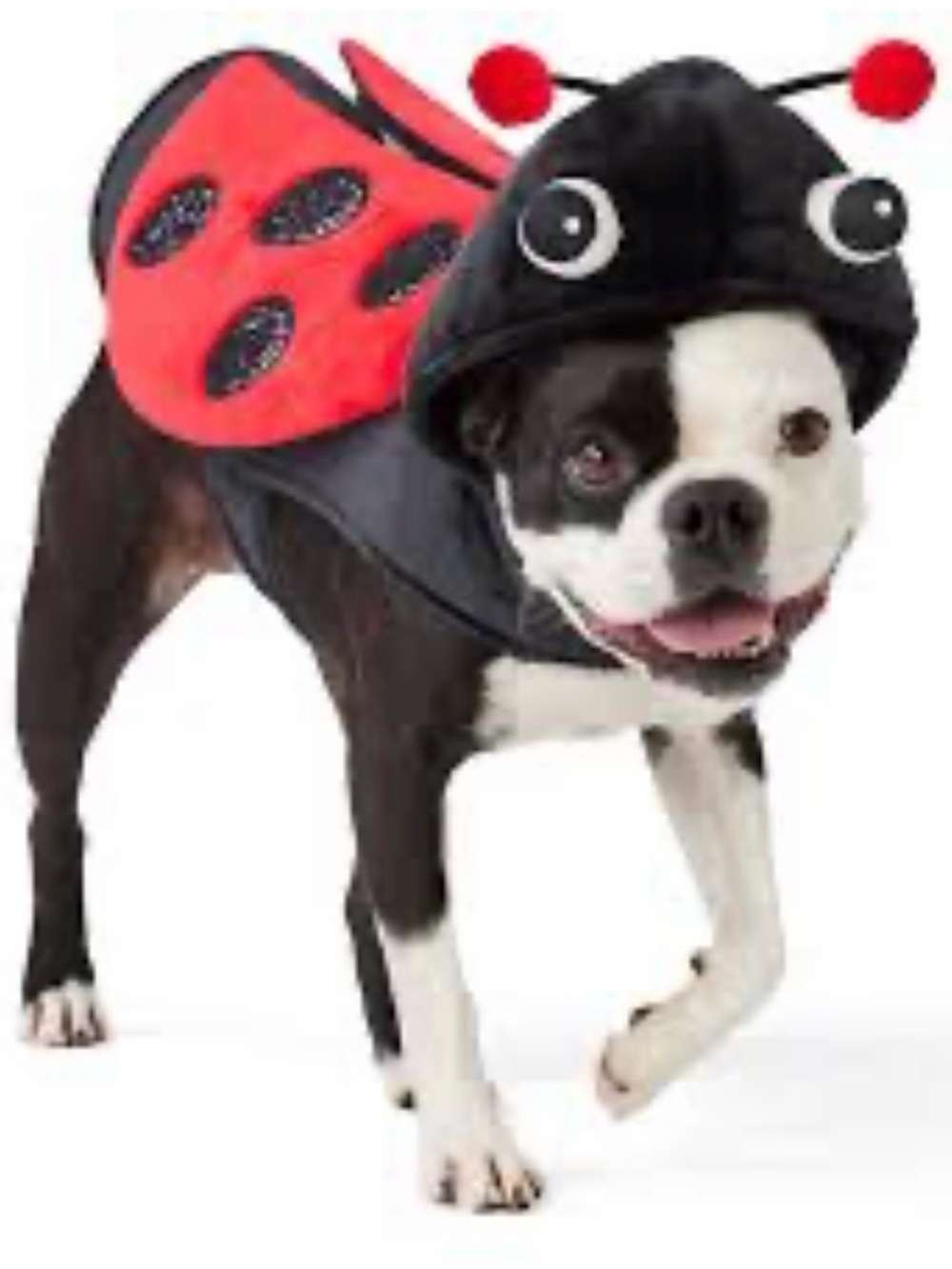 Bailey & Bella Ladybug Dog Costume - Red and Black Pet Outfit Size L/XL